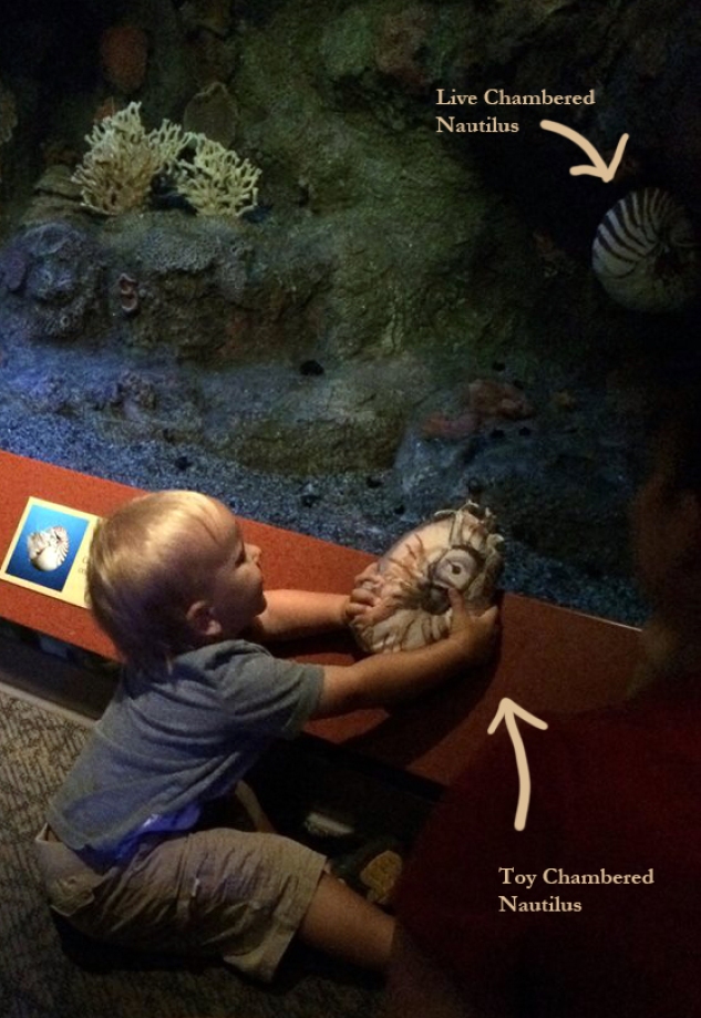 Cuddly Nautilus visits the Aquarium