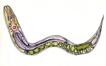 c.elegans